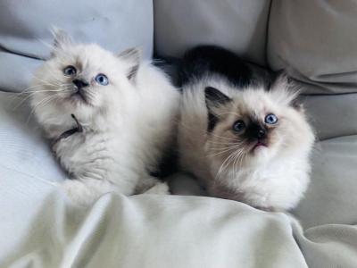 Male Ragdolls - Ragdoll - Gallery Photo #1