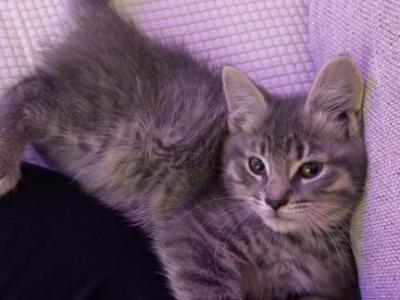 Smokey - Maine Coon - Gallery Photo #1