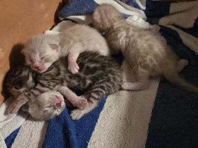 Summer Litter - Bengal - Gallery Photo #1