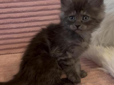 Maine Coon - Maine Coon - Gallery Photo #1