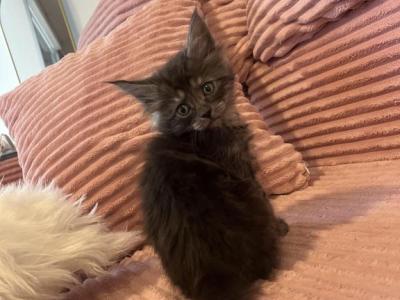 Maine Coon - Maine Coon - Gallery Photo #1