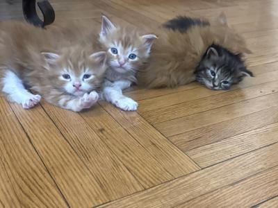 Caresha And Kevin's Kittens - Maine Coon - Gallery Photo #1