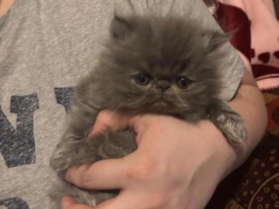 Beautiful Solid Blue Persian - Persian - Gallery Photo #1