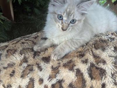 2 Male Siamese Kittens - Siamese - Gallery Photo #1