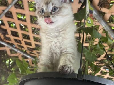 2 Siamese Female Kittens - Siamese - Gallery Photo #1