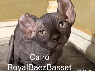 The Enchanted Litter - Sphynx - Gallery Photo #1
