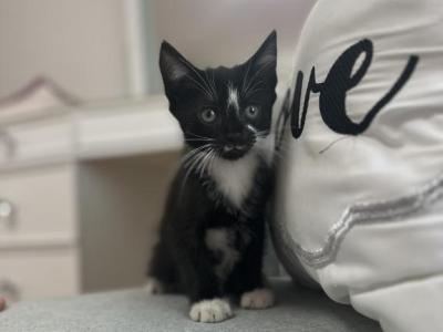 Shadow - Domestic - Gallery Photo #1