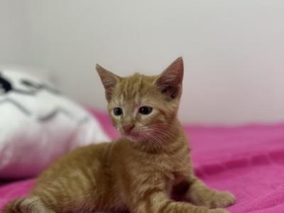 Clementine - Domestic - Gallery Photo #1