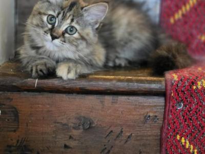 Hazel - Siberian - Gallery Photo #1