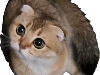 Lucky - Scottish Fold - Gallery Photo #1