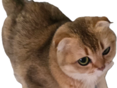 Lucky - Scottish Fold - Gallery Photo #1