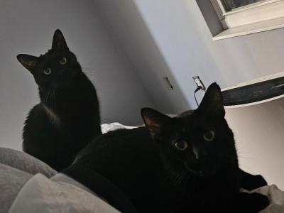 Shadow - Domestic - Gallery Photo #1