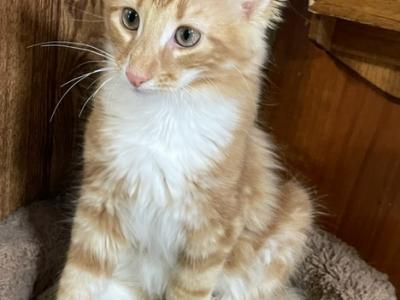 Tigger - Norwegian Forest - Gallery Photo #1