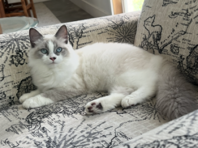 Snowball Girl - Ragdoll - Gallery Photo #1
