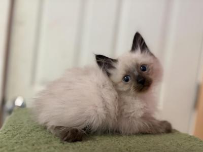 Siberian Seal Point Boy - Siberian - Gallery Photo #1