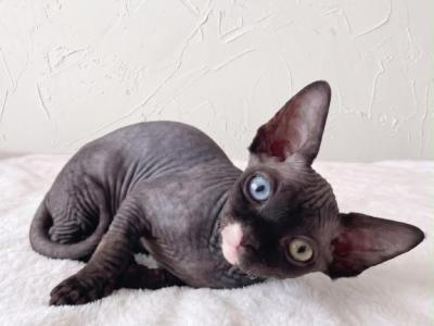 Iris ODD EYE - Sphynx - Gallery Photo #1