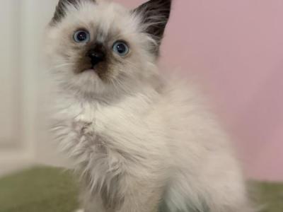 Siberian Seal Point With White Paws - Siberian - Gallery Photo #1