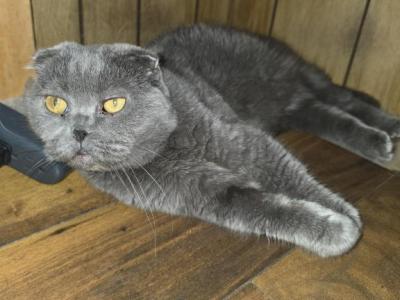 Mia - Scottish Fold - Gallery Photo #1
