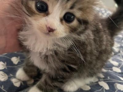 SOLD New Kittens End Sept - Siberian - Gallery Photo #1