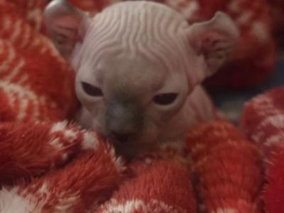 Elf Singleton - Sphynx - Gallery Photo #1