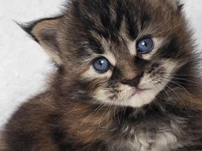 Greenjack ApexNC - Maine Coon - Gallery Photo #1