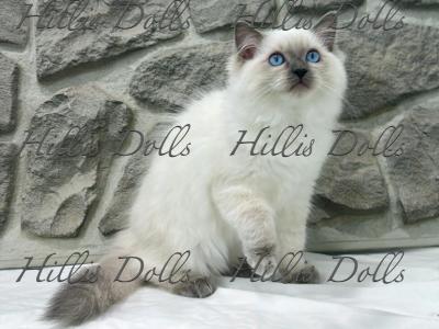 Traditional Blue Point Male Health Tested Parents - Ragdoll - Gallery Photo #1