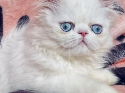 Baby Josie - Persian - Gallery Photo #1