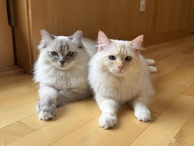 Hank And Olive - Ragdoll - Gallery Photo #1