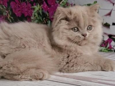 Winona - British Shorthair - Gallery Photo #1