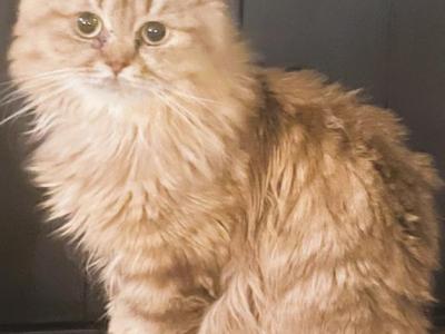 British Longhair Chocolate Golden - Persian - Gallery Photo #1