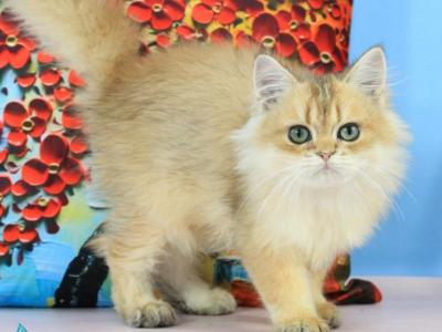 Romeo - British Shorthair - Gallery Photo #1