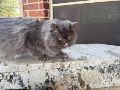 Simba - Persian - Gallery Photo #1