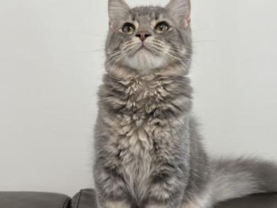 Lion King - Domestic - Gallery Photo #1