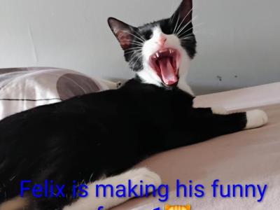 Felix - Domestic - Gallery Photo #1