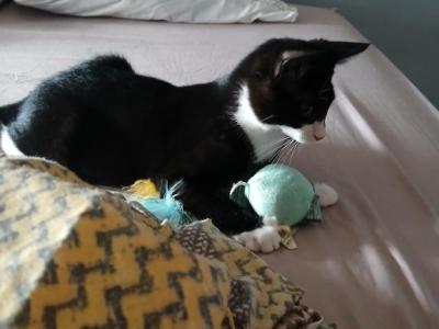 Milo - Domestic - Gallery Photo #1