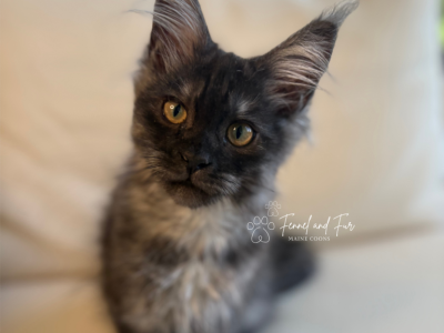 Bud Askins Black Smoke - Maine Coon - Gallery Photo #1