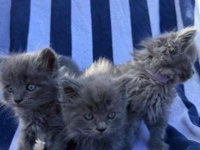 Half Maincoon Half Scottish - Maine Coon - Gallery Photo #1