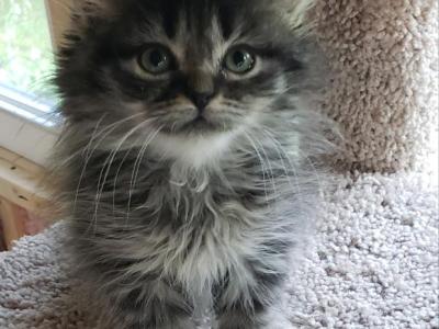 Zoes Babies - Ragdoll - Gallery Photo #1