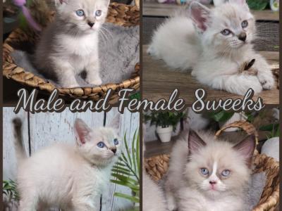 Siberian Masquerade Ragdoll Kittens - Ragdoll - Gallery Photo #1