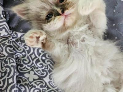 Mercedes - Persian - Gallery Photo #1