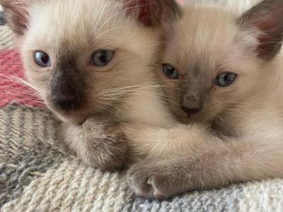 Siamese Kittens - Siamese - Gallery Photo #1