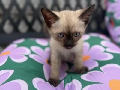 Blondies Litter - Siamese - Gallery Photo #1