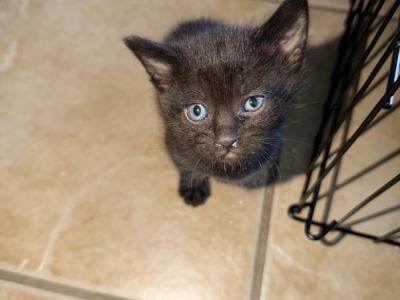 Nubbins Babies - Manx - Gallery Photo #1