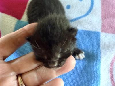 Sallys Kittens - Manx - Gallery Photo #1