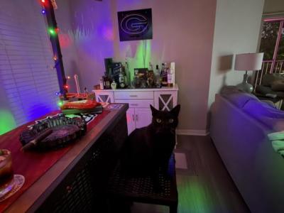 Ozzie - Domestic - Gallery Photo #1