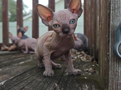 Female Sphynx Kitten - Sphynx - Gallery Photo #1
