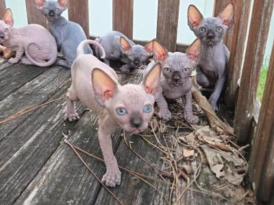 Adorable Sphynx Kittens - Sphynx - Gallery Photo #1