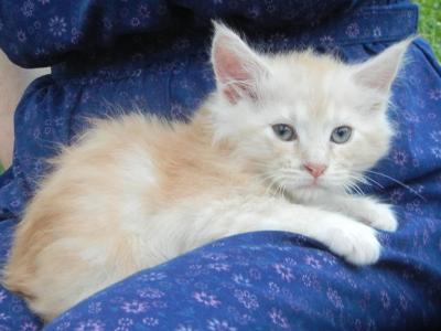 Ragcoon Babies - Ragdoll - Gallery Photo #1