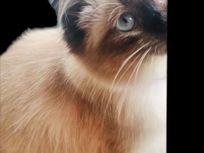Kats Ravishing Ragdolls September Litter - Ragdoll - Gallery Photo #1