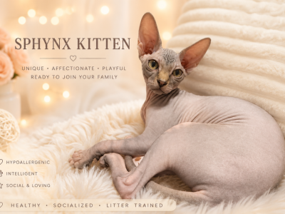 Foxi - Sphynx - Gallery Photo #1